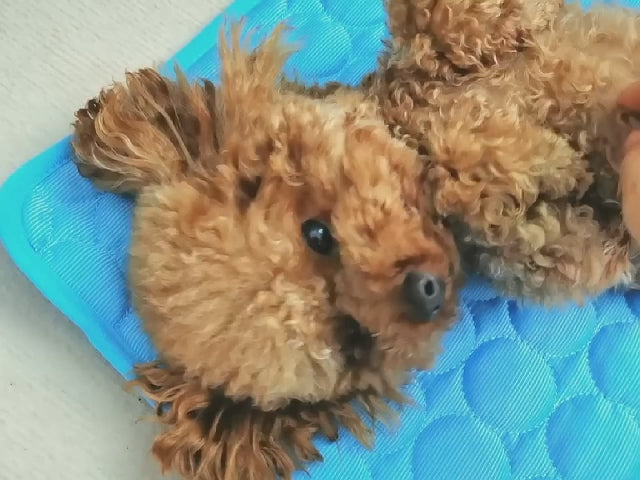 Arctic Paws Pet Cooling Mat